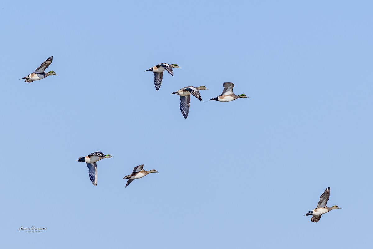 hvízdák americký - ML646835214