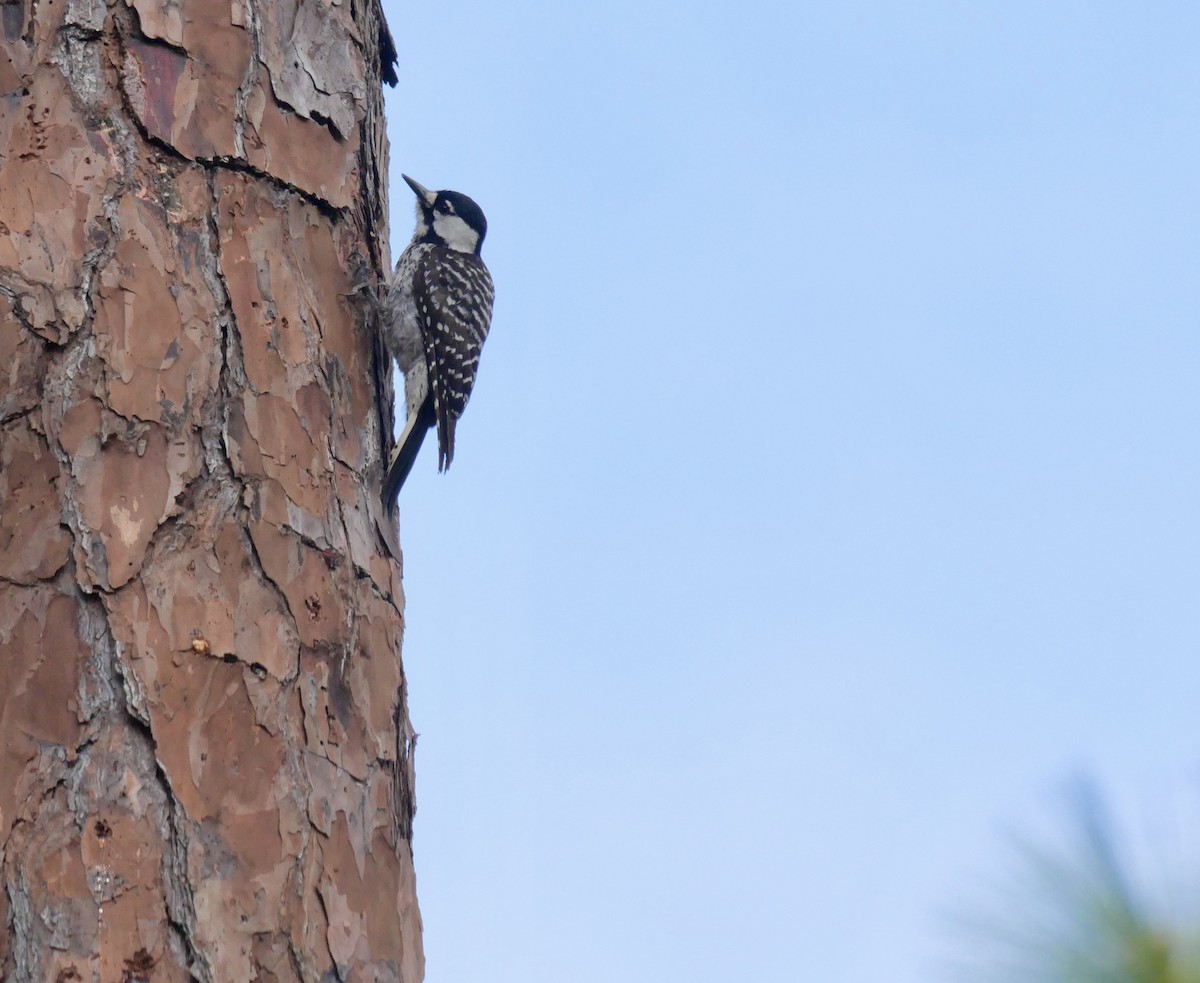 Red-cockaded Woodpecker - ML646835215