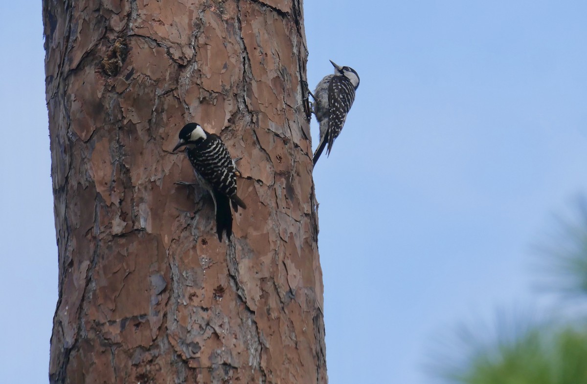 Red-cockaded Woodpecker - ML646835216