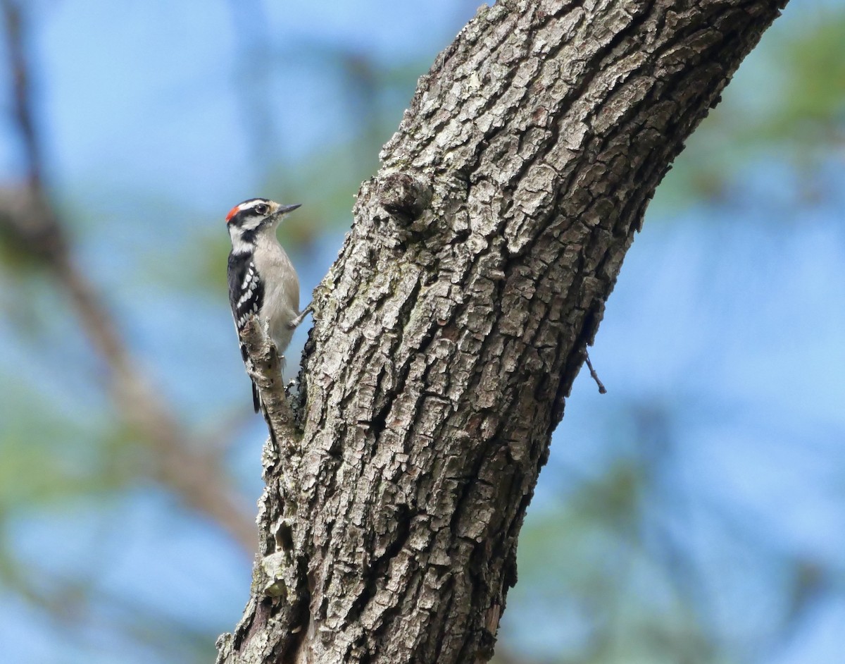 Downy Woodpecker - ML646835218