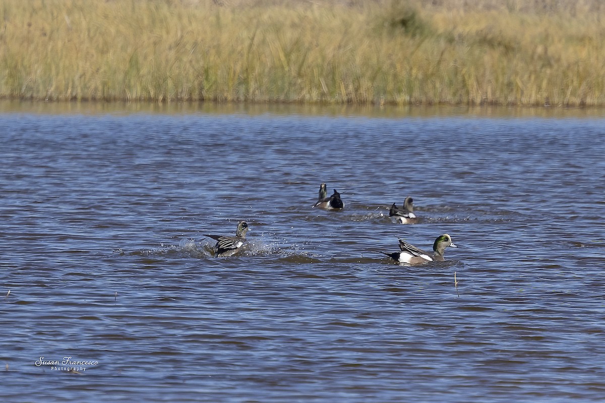 hvízdák americký - ML646835219