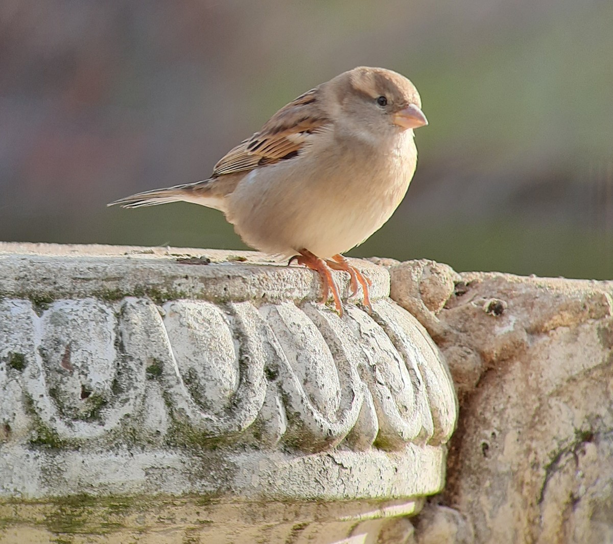 House Sparrow - ML646835226