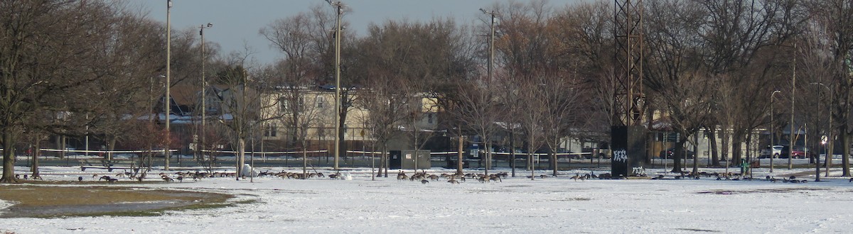 Branta kanadar handia - ML646835227