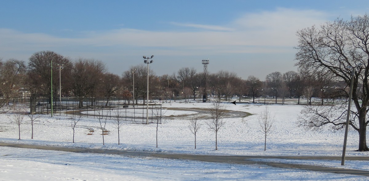 Branta kanadar handia - ML646835228