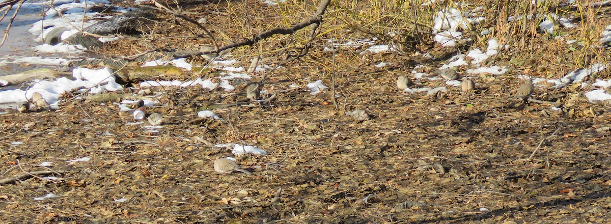 Zenaida arrunta - ML646835231