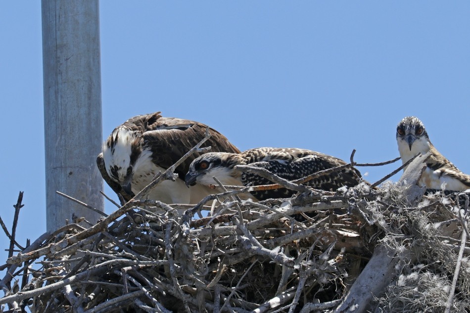 Osprey - ML646835233