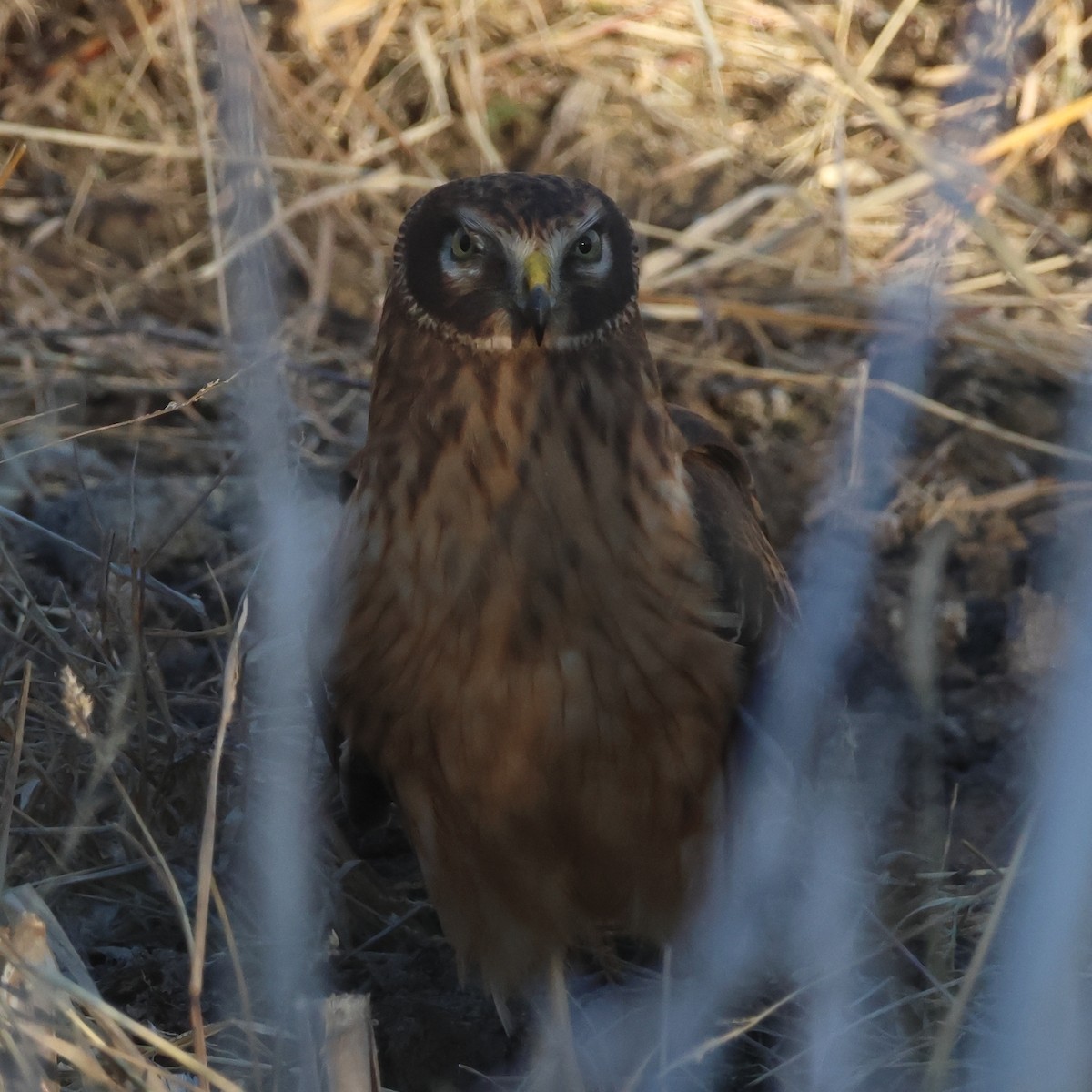 Northern Harrier - ML646835234