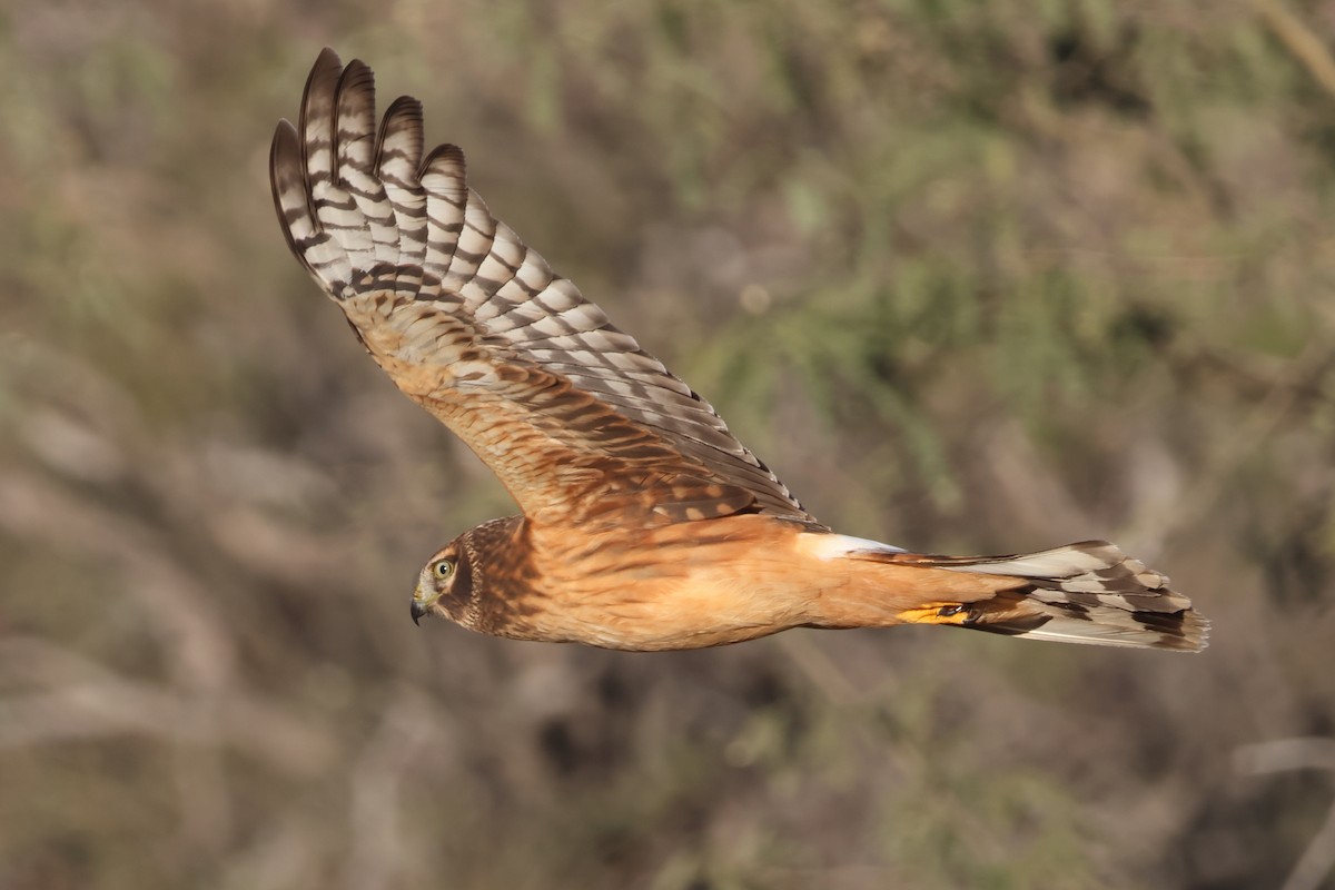 Northern Harrier - ML646835235