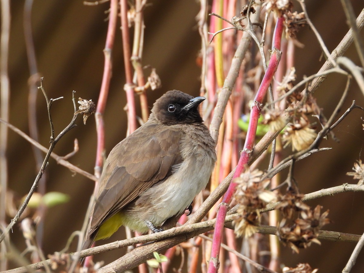 Common Bulbul - ML646835236
