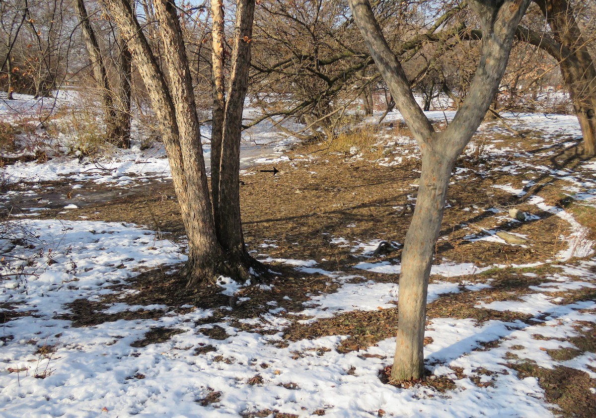 Zenaida arrunta - ML646835237