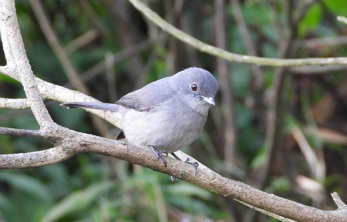 White-eyed Slaty-Flycatcher - ML646835238