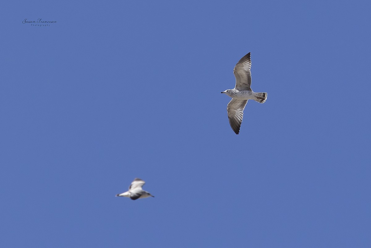 Gaviota de Delaware - ML646835239