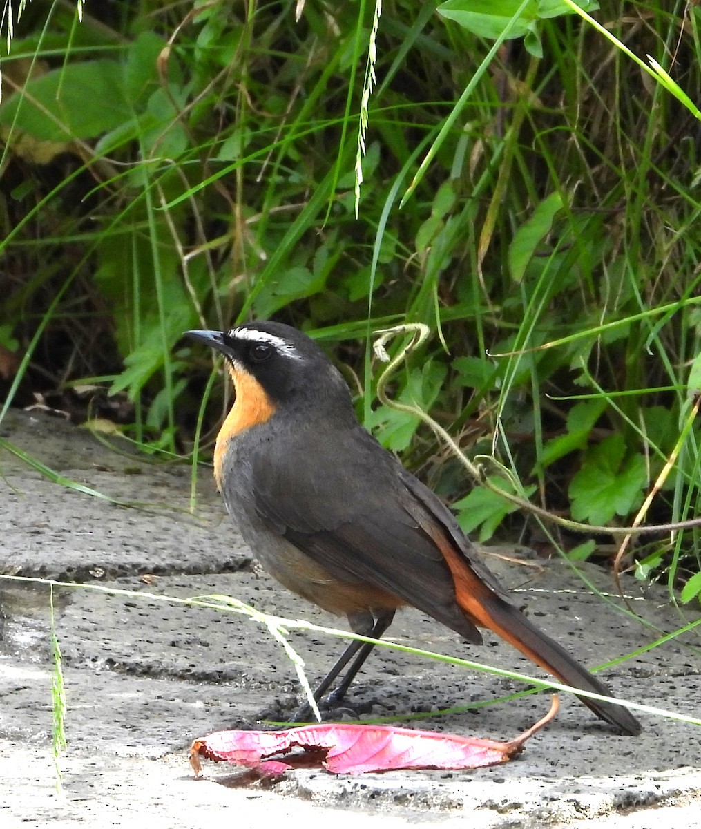 Cape Robin-Chat - ML646835241
