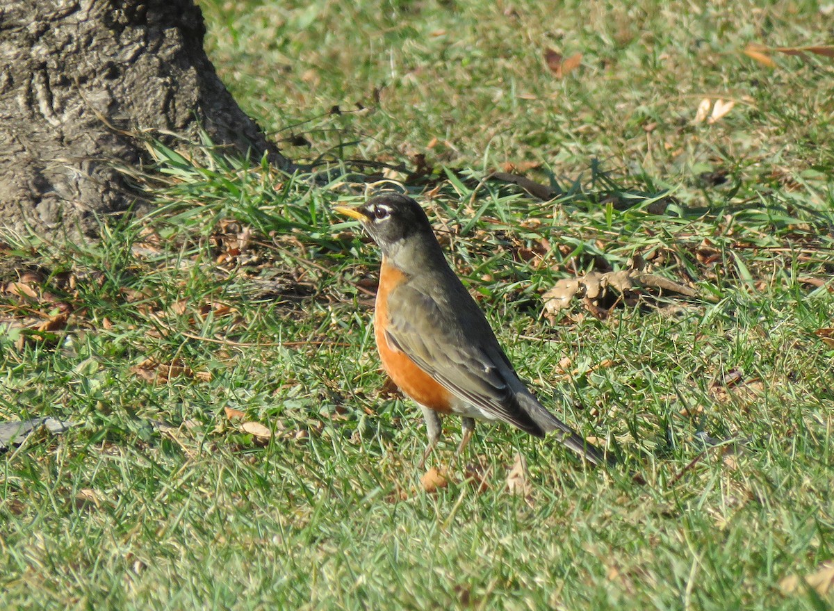 Zozo papargorria - ML646835242