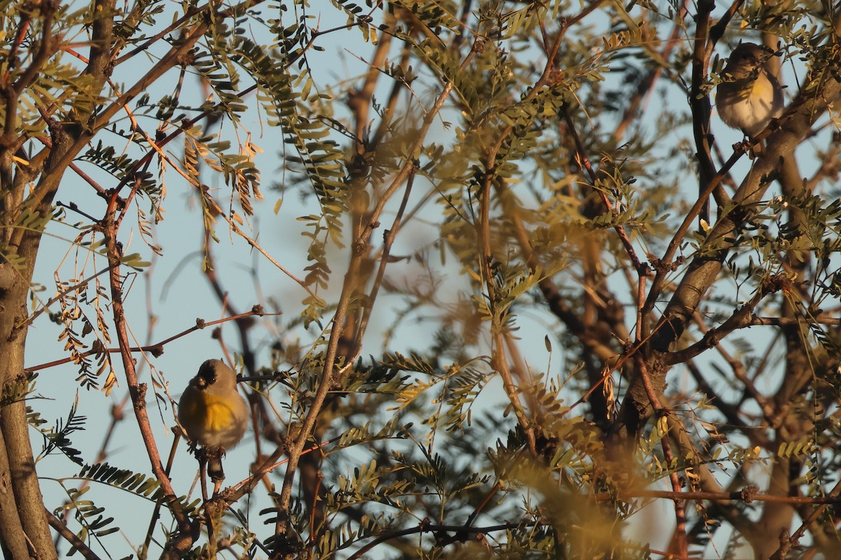 Lawrence's Goldfinch - ML646835243