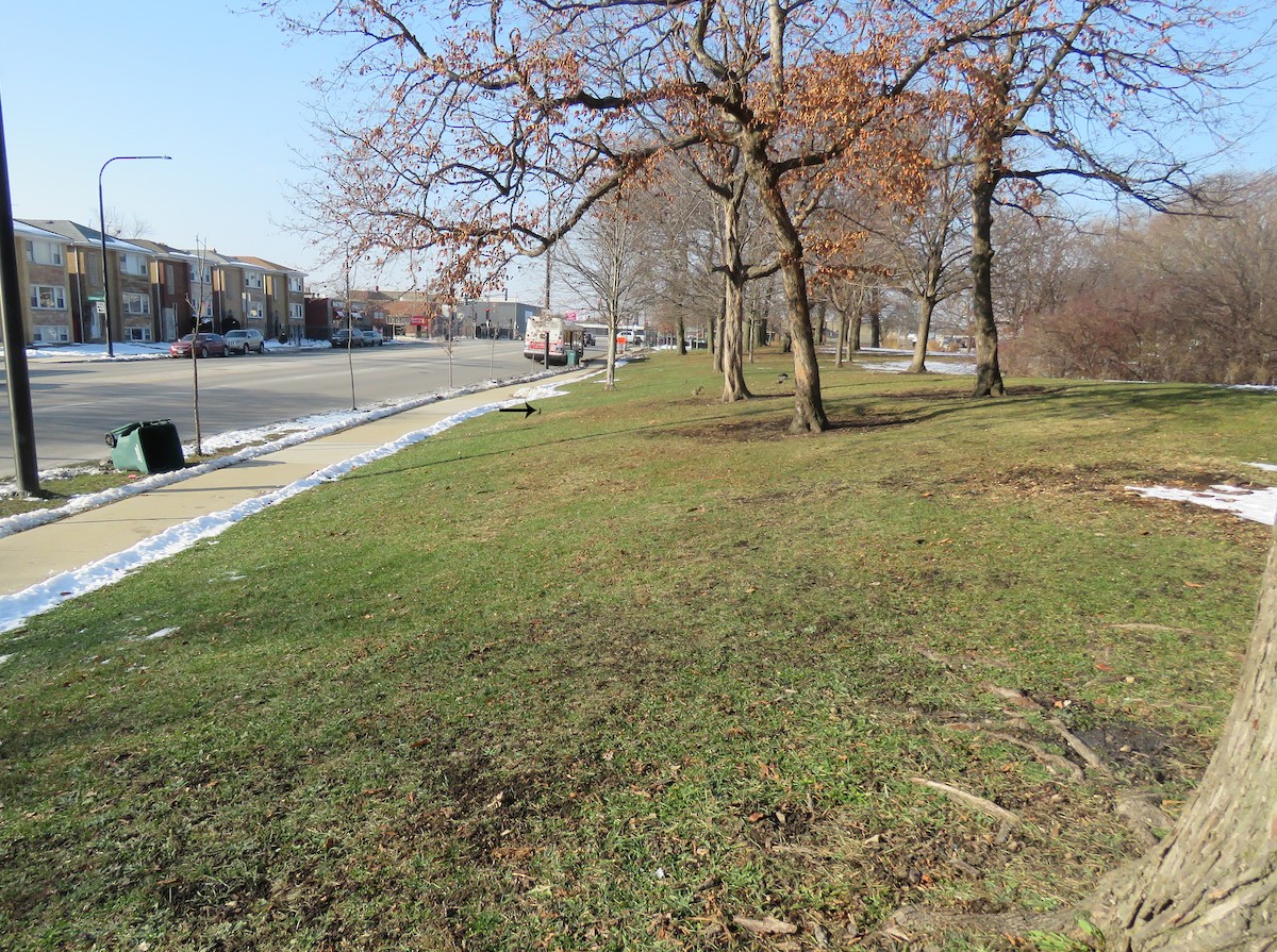 Zozo papargorria - ML646835244