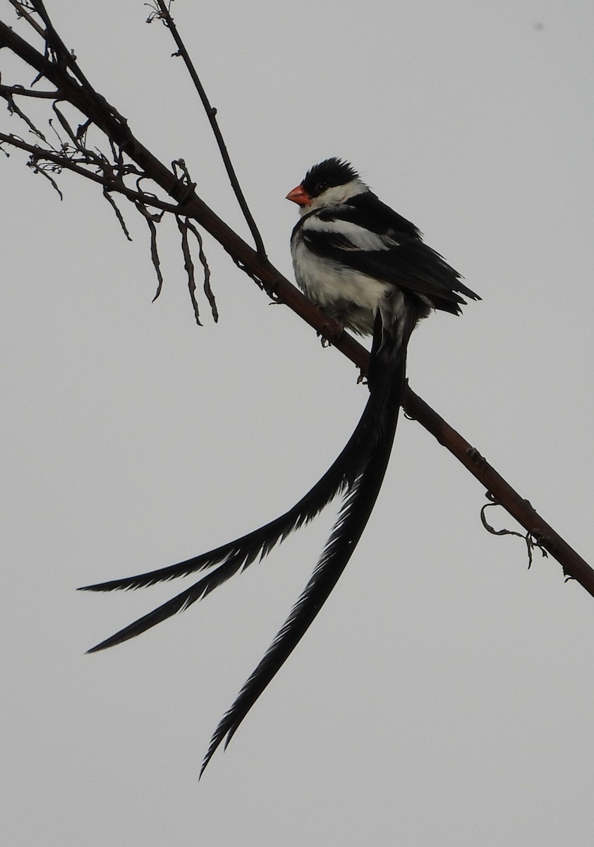 Pin-tailed Whydah - ML646835245