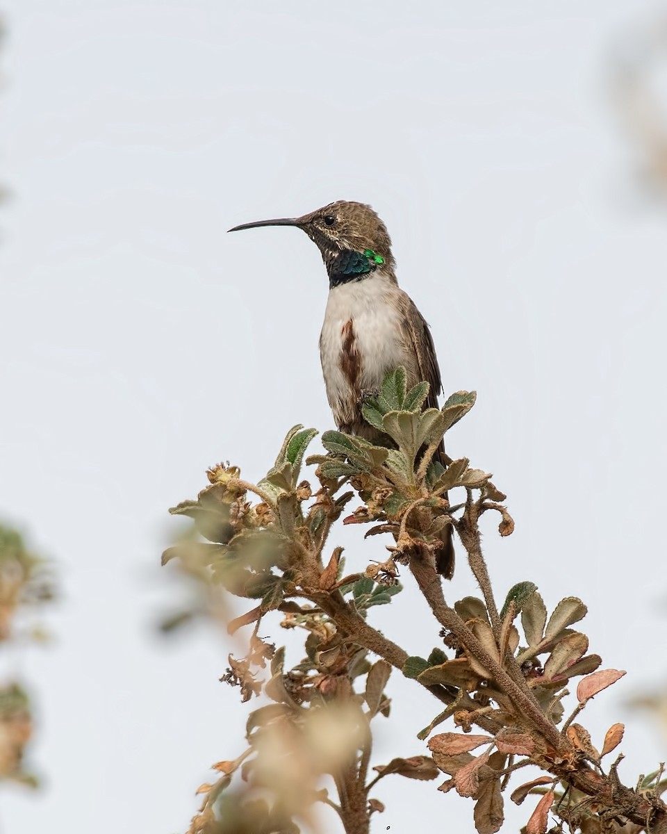 Andean Hillstar - ML646835247