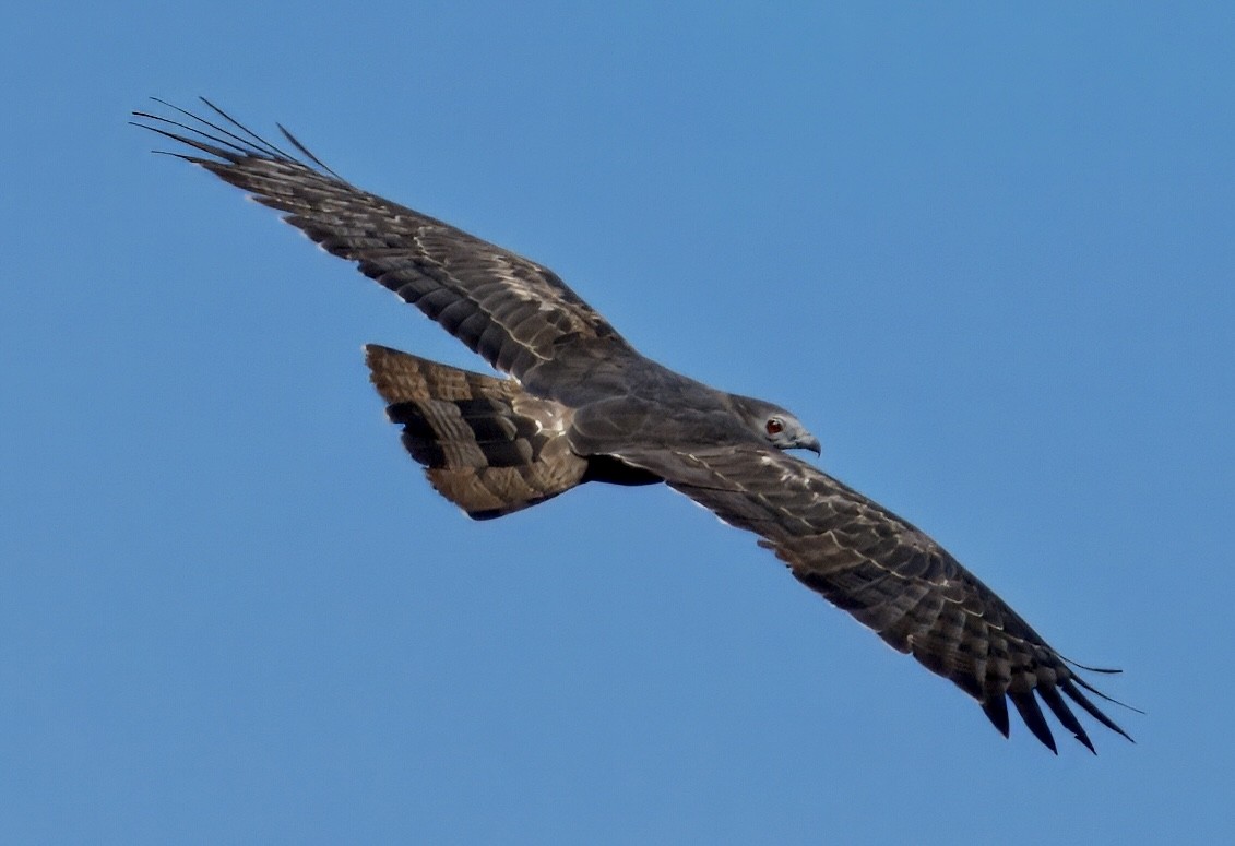 Oriental Honey-buzzard - ML646835248