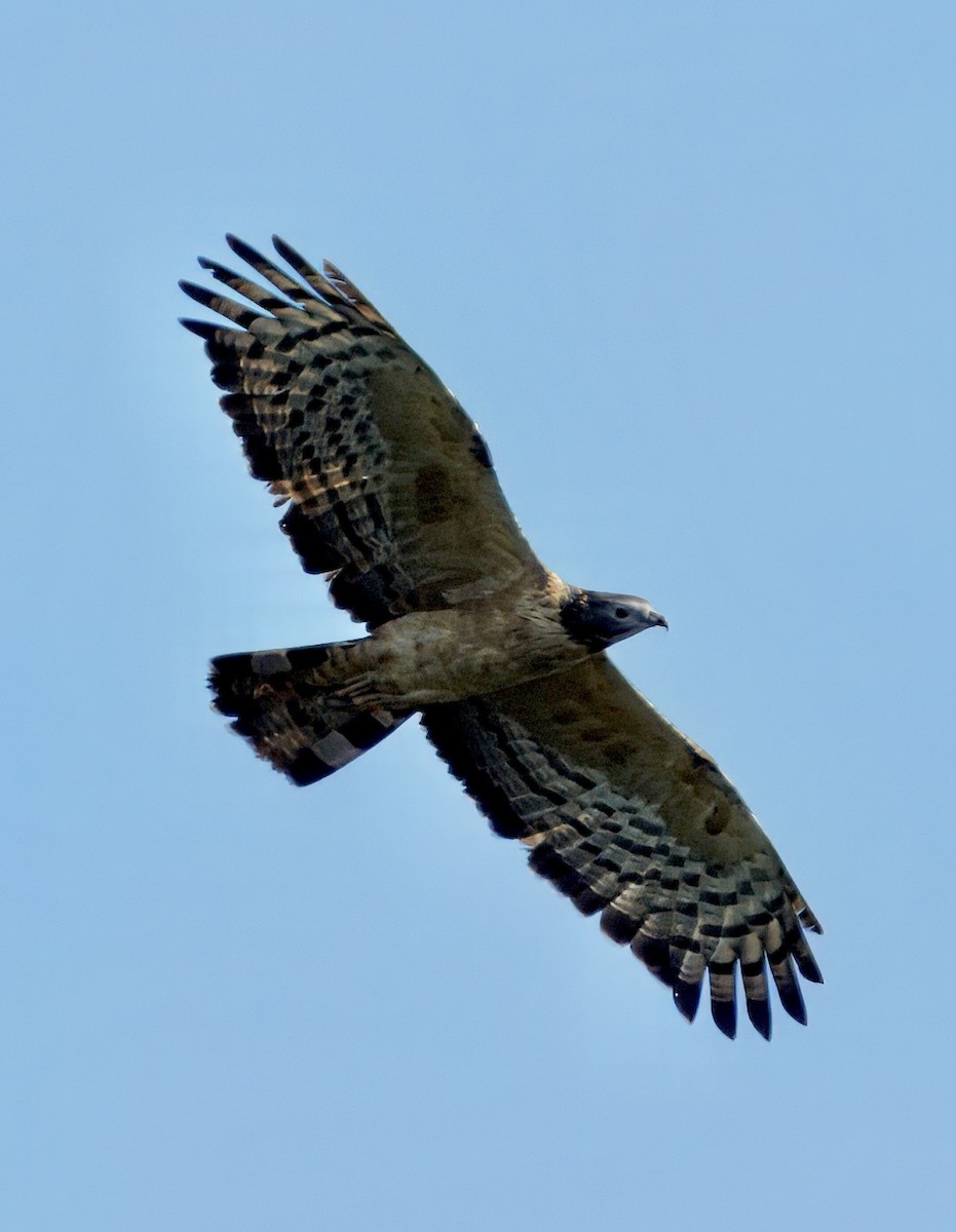 Oriental Honey-buzzard - ML646835249