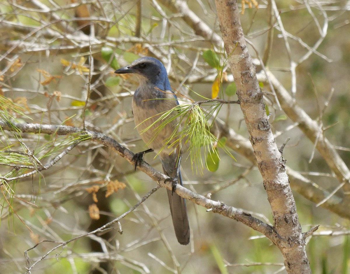 フロリダカケス - ML646835257