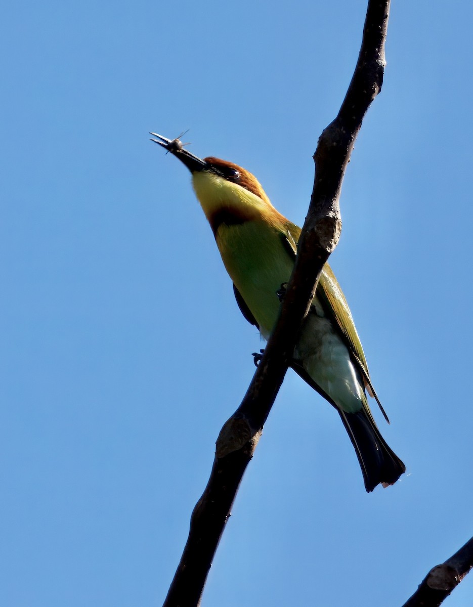 Chestnut-headed Bee-eater - ML646835260
