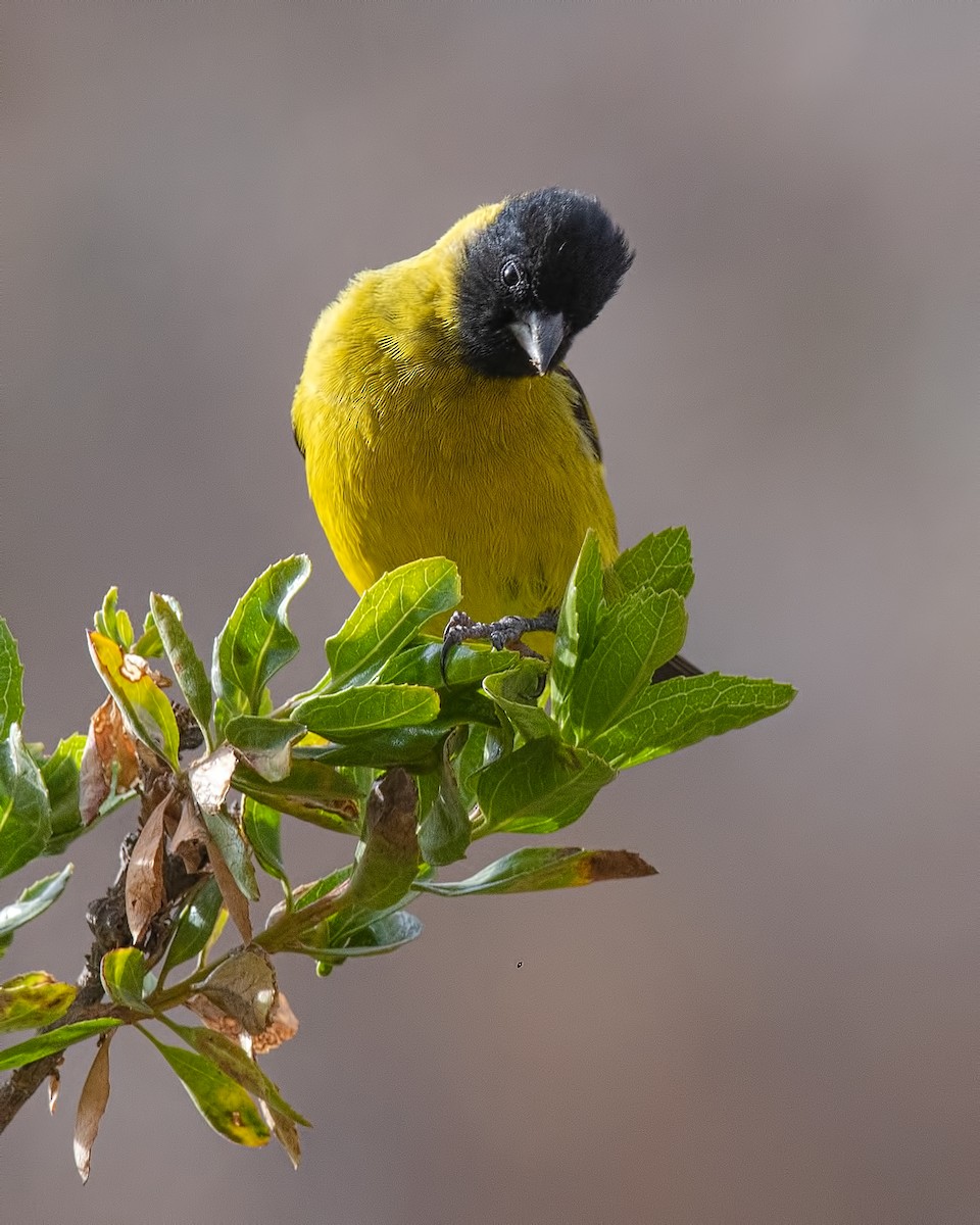Hooded Siskin - ML646835269