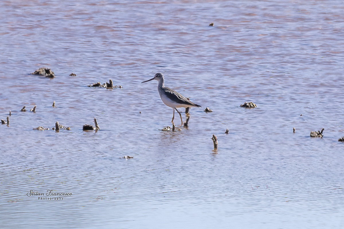 Archibebe Patigualdo Grande - ML646835271