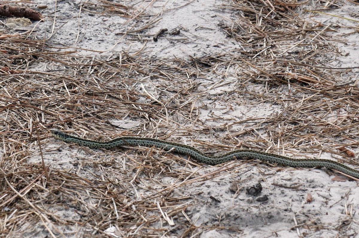 Eastern Garter Snake - ML646835275