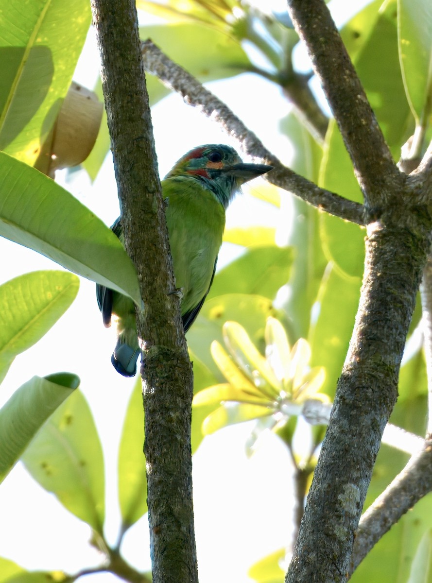 Blue-eared Barbet - ML646835276