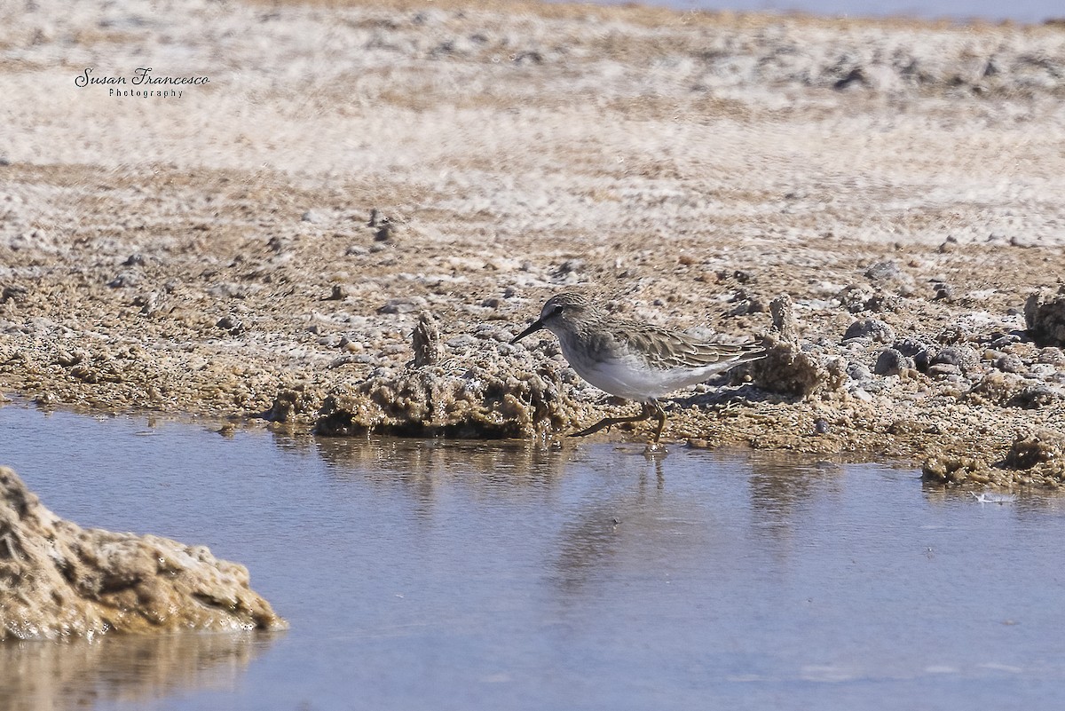 Correlimos Menudillo - ML646835283