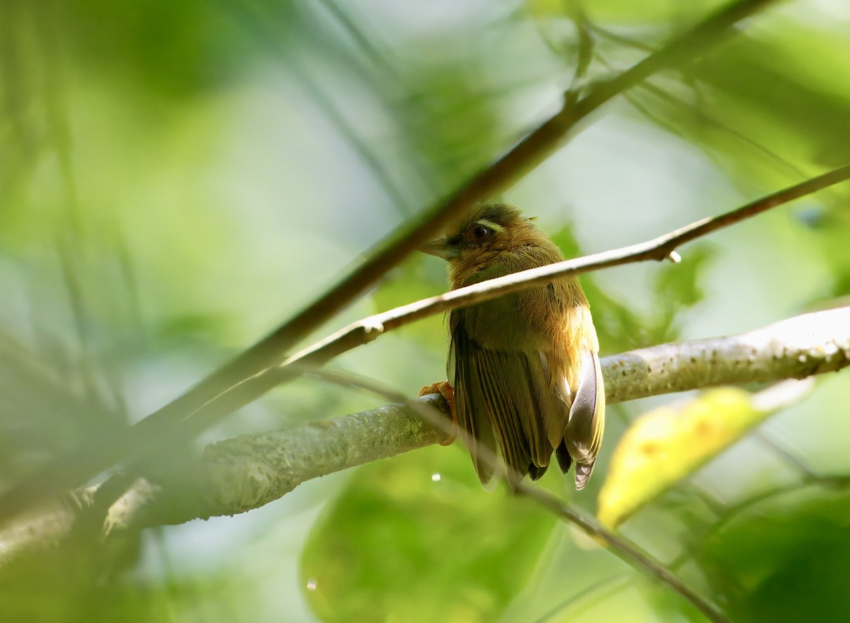 White-browed Piculet - ML646835287