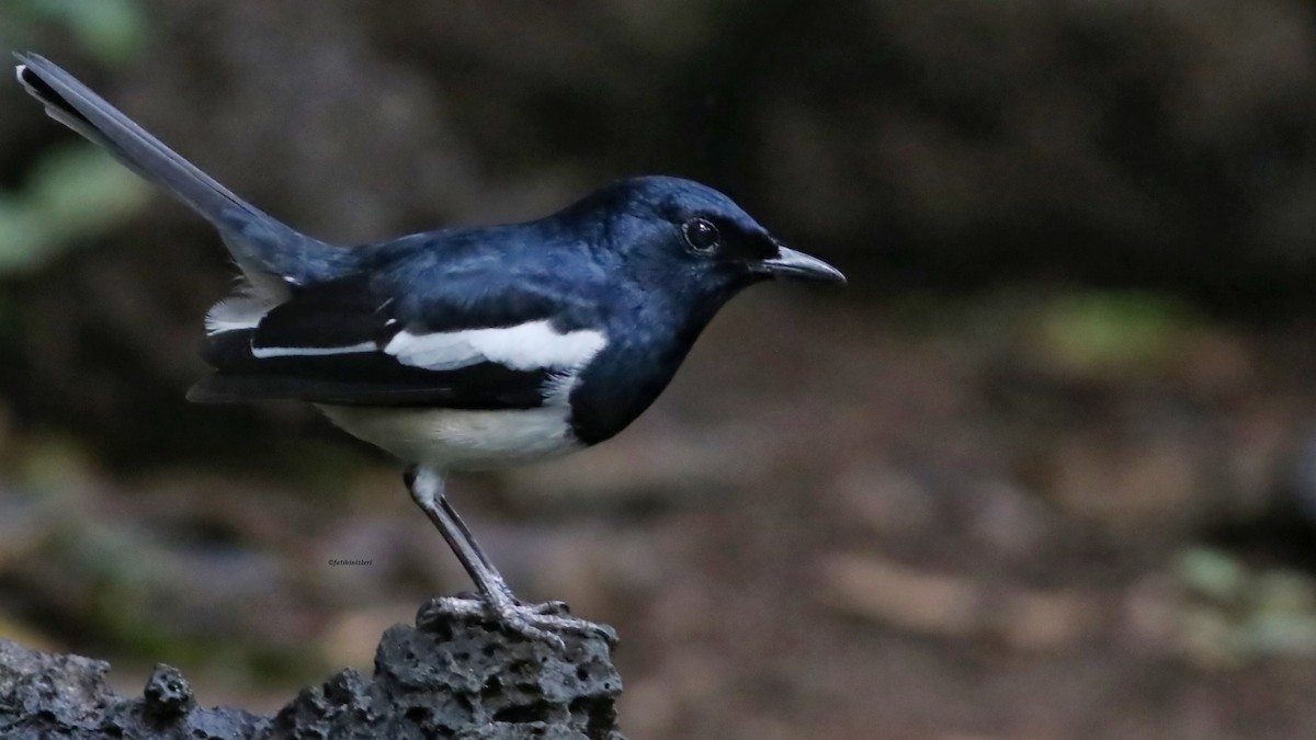 Çinhindi Alaca Bülbülü - ML646835289