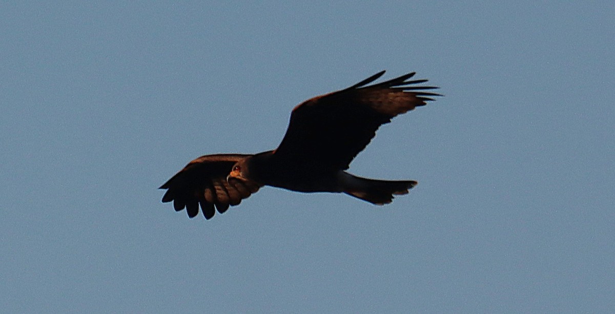 Salyangoz Çaylağı - ML646835296