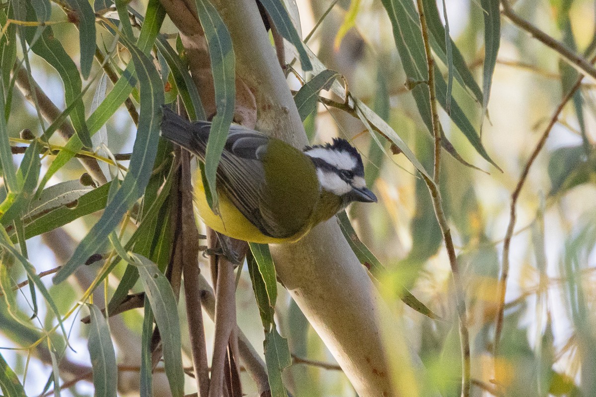 Eastern Shrike-tit - ML646835298