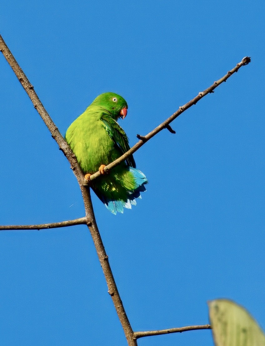 Vernal Hanging-Parrot - ML646835300
