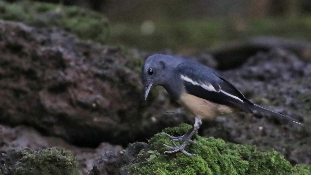 Çinhindi Alaca Bülbülü - ML646835301