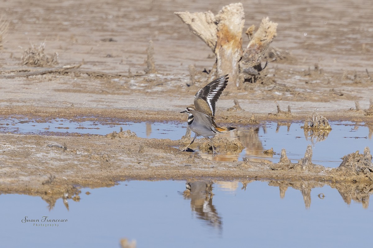 Chorlitejo Culirrojo - ML646835304