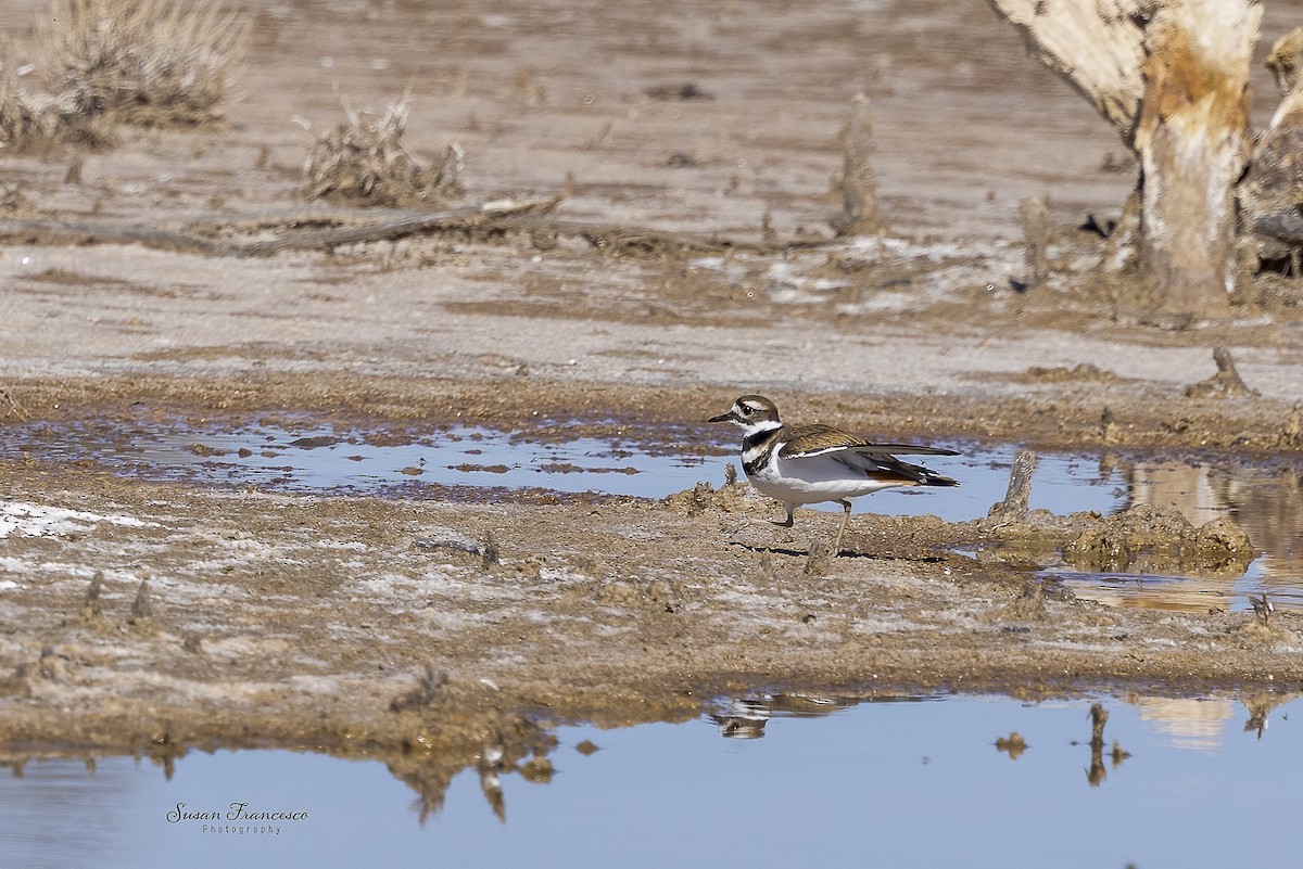 Chorlitejo Culirrojo - ML646835305