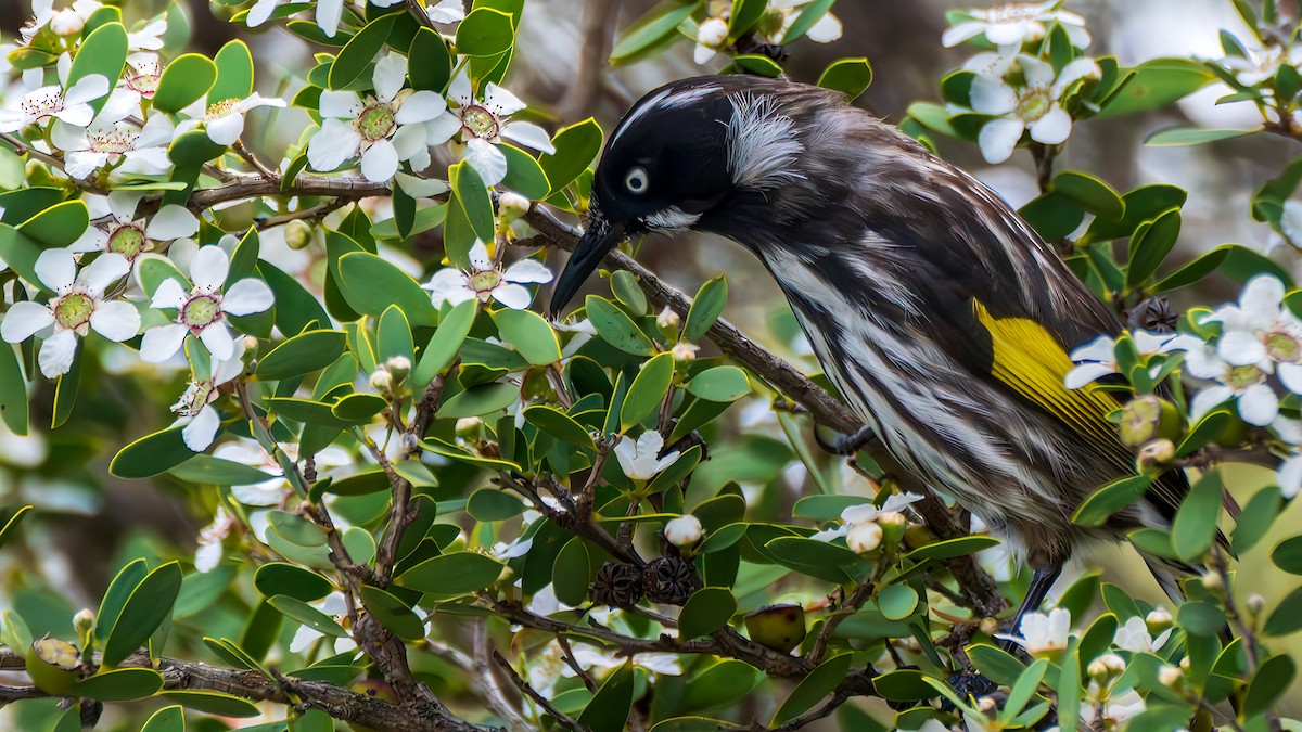 New Holland Honeyeater - ML646835314