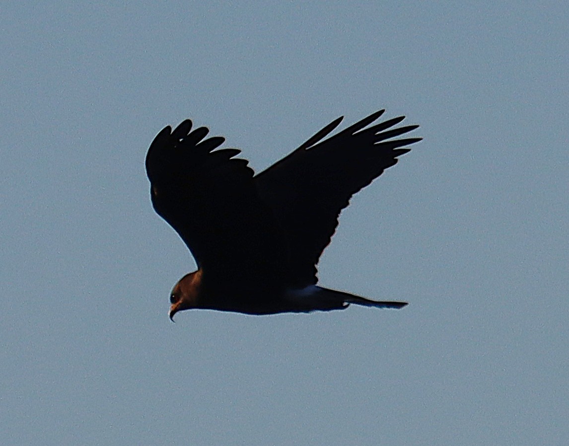 Salyangoz Çaylağı - ML646835318