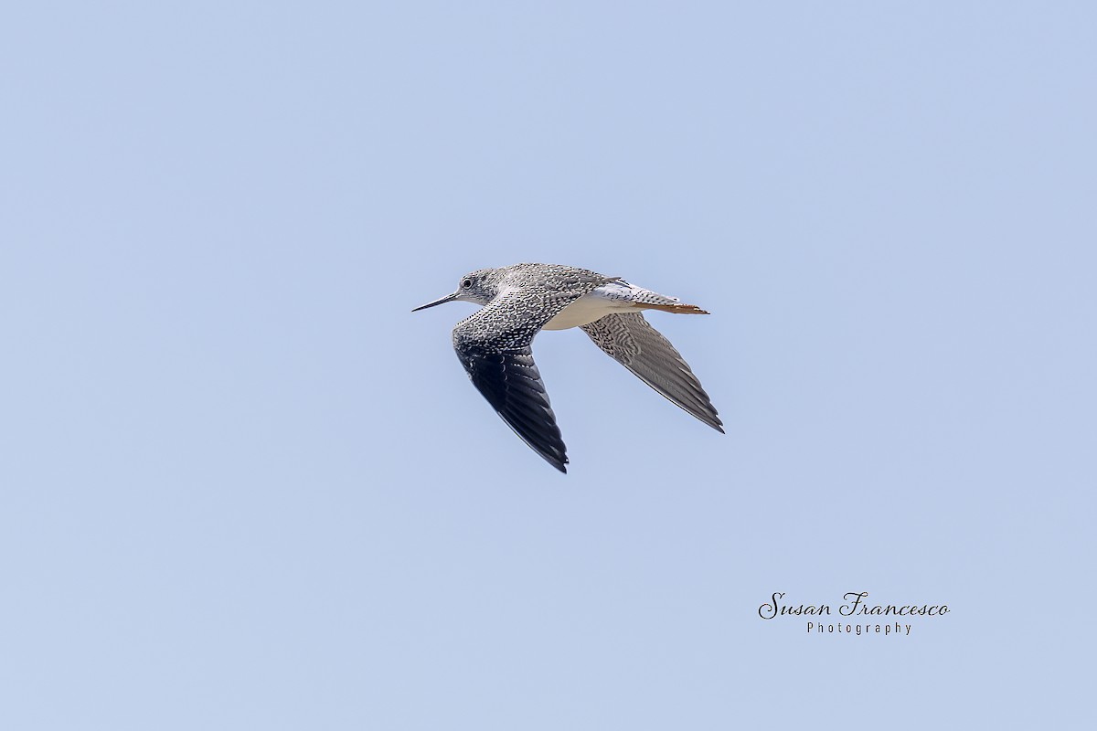 Correlimos Menudillo - ML646835323