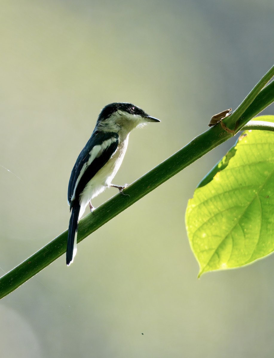 Bar-winged Flycatcher-shrike - ML646835329