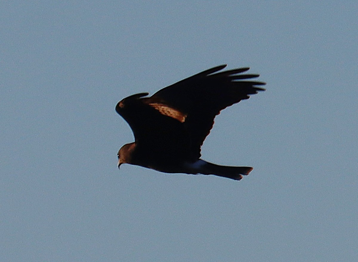 Salyangoz Çaylağı - ML646835330