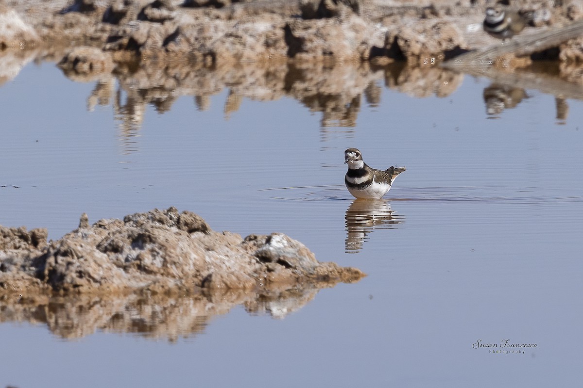 Chorlitejo Culirrojo - ML646835334