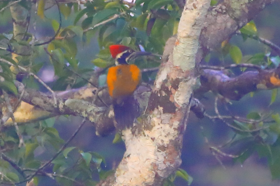 Дзьобак індокитайський - ML646835336