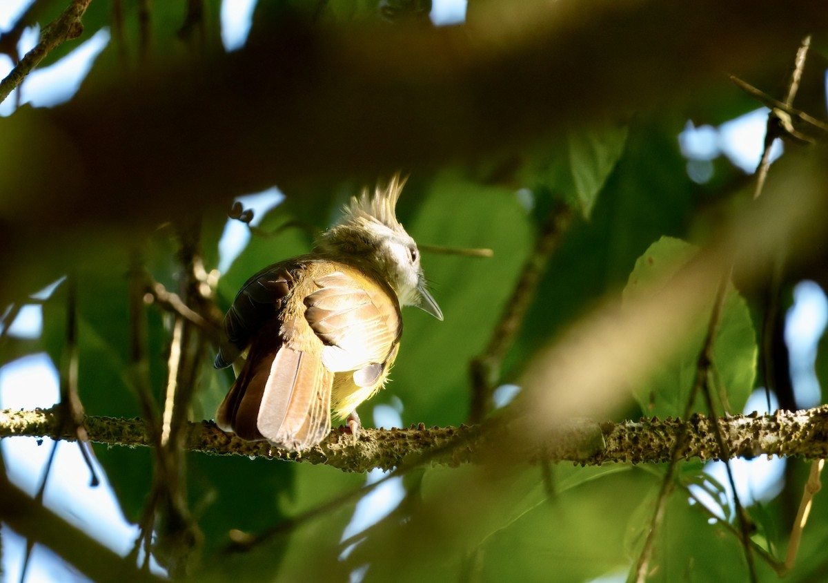 White-throated Bulbul - ML646835337