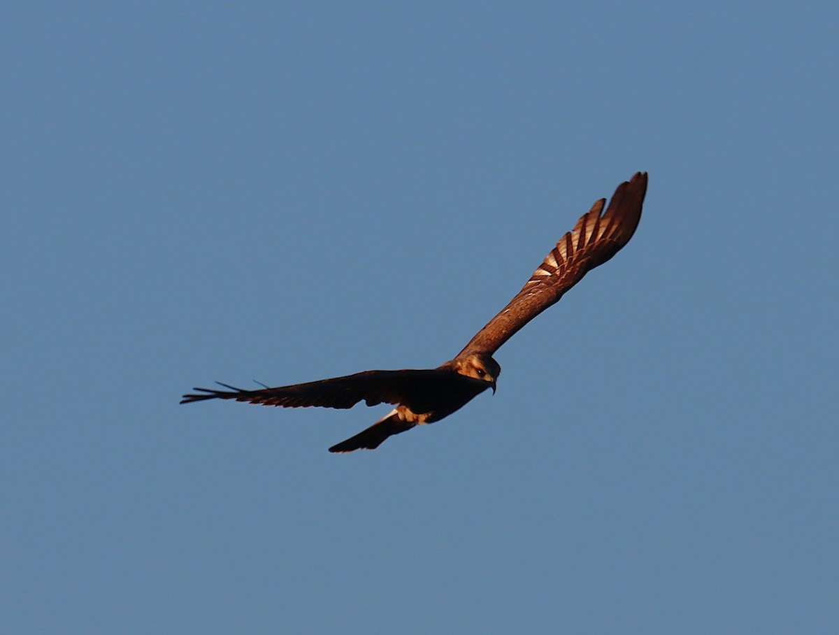 Salyangoz Çaylağı - ML646835340