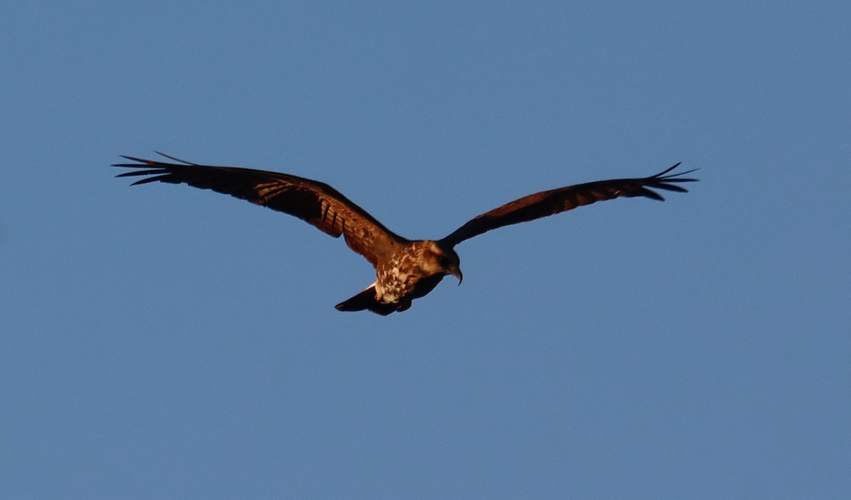 Salyangoz Çaylağı - ML646835341