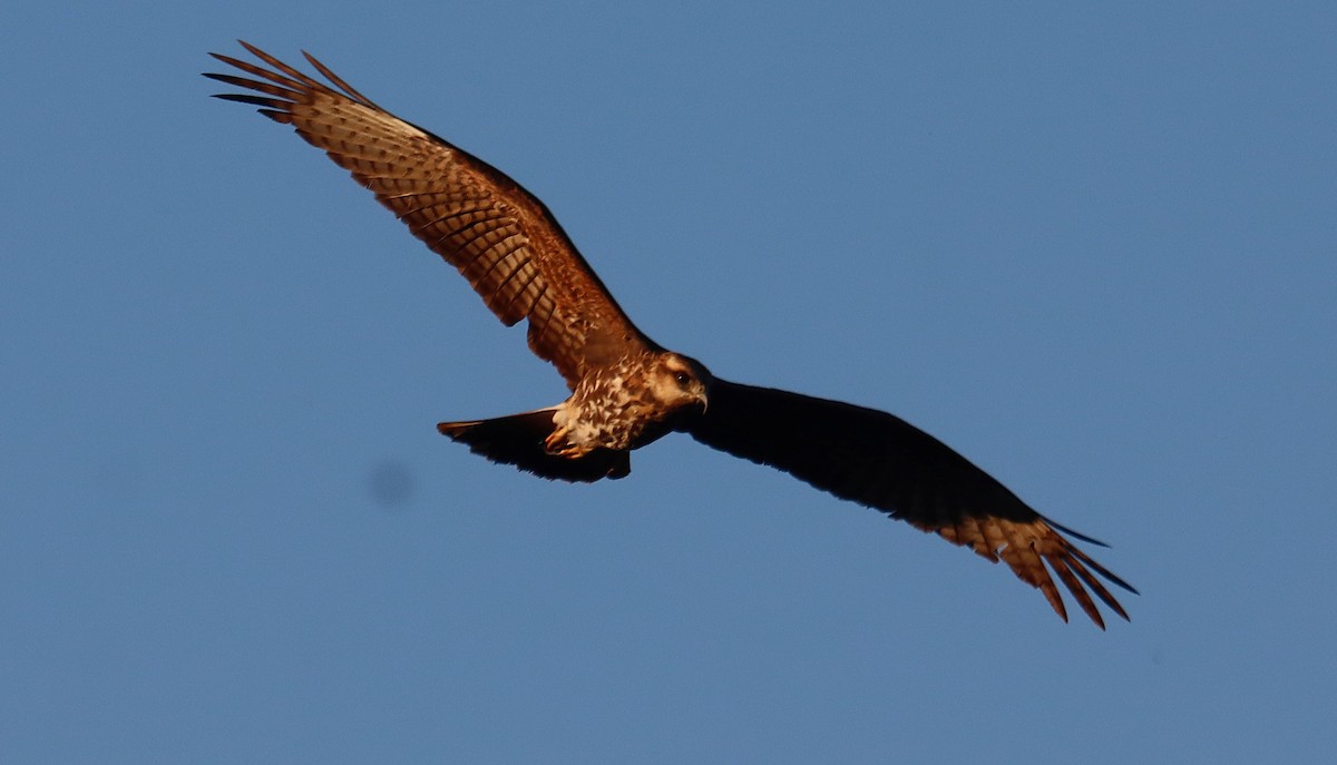 Salyangoz Çaylağı - ML646835343